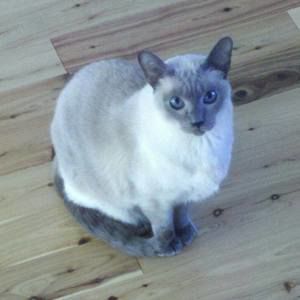 Meet your Posher, Carin